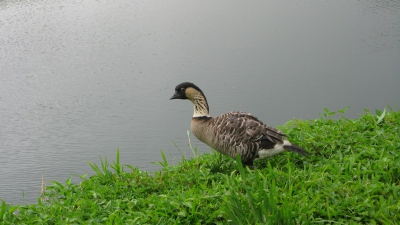 Nene, de locale naam voor deze gans in Hawaii. Goed te benaderen in de Hanalei vally op Kaukaii.