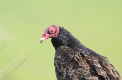 Op rondrit door Californi zie je deze vogel regelmatig, vliegend of op de grond op prooi. Deze zat in het zonnetje langs de weg op een hek. Goede gelegenheid dit knappe smoeltje vast te leggen.