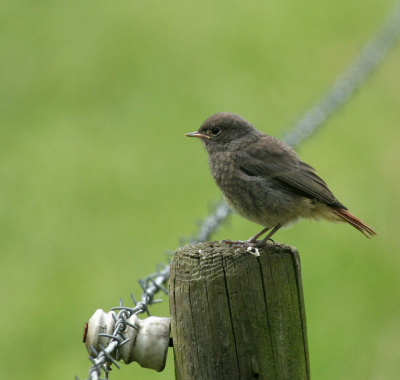 Geschoten bij een boerderij in het gezelschap van een kolonie huismussen.
Canon 20D; EF 100-400 IS L