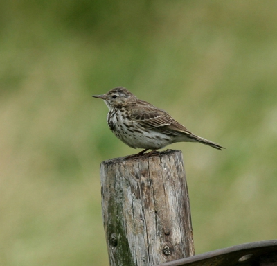 Dankbaar 'fotomodel'. Uitbundige zanger.

Canono 20D; EF 100-400 IS L