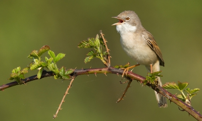 Eindelijk gelukt! Wat een lastige vogels zijn dit! Er zaten er een behoorlijk aantal langs de kant van de weg, maar vaak verscholen of te ver weg. Op een gegeven moment ontdekte ik een patroon van n mannetje, die telkens vanaf een grote struik een zangvlucht maakte en vervolgens langs de kant van de weg landde om daar een paar keer te roepen. Ik heb hierop ingespeeld en had de auto tactisch geparkeerd. Heb me er ruim twee uur mee vermaakt, maar ben er wel heel erg tevreden over!