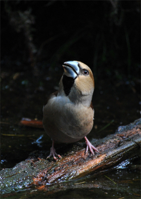 Mijn eerste foto waar ik echt trots op ben, ook vanwege het feit dat het enorm mooie vogels zijn. Ook dacht ik dat het vandaag moeilijk zou worden om een goede vogelfoto te maken, ook omdat ik 'maar' een simpel 200mm lensje heb.
Ik had vanochtend een jaarkaart gekocht voor het park, schijnt een goede aankoop geweest te zijn! Ik ben de komende tijd niet meer veel thuis :)