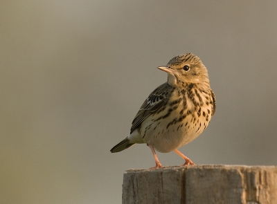 De boompiepers waren in grote getalen aanwezig en waren ook zeer actief. Deze is genomen in de vroege ochtendzon.