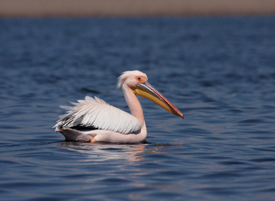 Lake Durankulak is an important stop-over place for many migrating species including White Pelicans.
