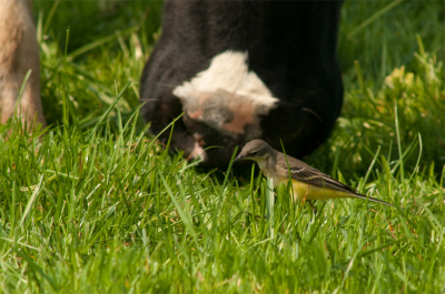 Tussen de middag even de polder ingedoken. Tussen de koeien was een zwerm Gele Kwikstaarten neergestreken. Rustig blijven zitten wachten. Koeien zijn van nature nieuwsgierig en kwamen vanzelf dichterbij, de Kwikken met zich mee lokkend. Diep ontzag voor het lef, waarmee die kleine Kwikken zich dichtbij die geweldige koeienlijven en -poten wagen.