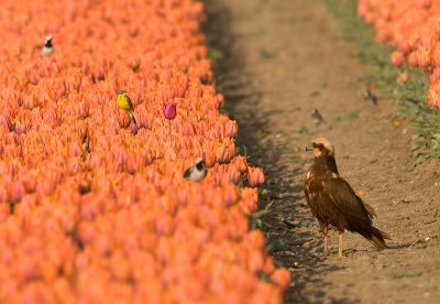 Ik ging vanmorgen eigenlijk voor een gele kwikstaart op de tulpen en dan wel lekker dichtbij. Ik heb de gel nu wel, maar met een ongenode gast. De kiek was aan het jagen boven de tulpenvelden en ging onverwachts zitten. Ik zou deze foto dan ook de titel willen geven:
"Ik stond erbij en keek ernaar"