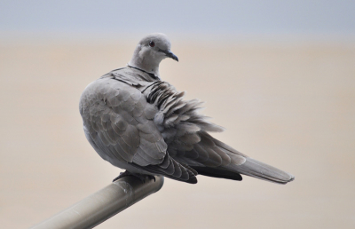 Ondanks dat het licht zeker niet optimaal was (vanwege de bewolking) en deze vogel geen bijzonderheid is vond ik het uiteindelijke resultaat toch de moeite waard om aan te bieden als mijn eerste Bird Pix upload. Ik hoop dat jullie het er mee eens zijn.