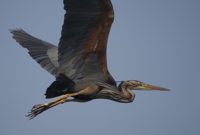 Het kan niet op met het mooie weer. Vandaag eens bij de purperreigers gekeken. Deze purperreiger dook onverwacht in een keer op. De purper zag mij ook in de kijkhut en wende een beetje af waardoor zijn flank mooi te zien is.