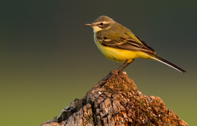 Het is me vandaag weer gelukt. Weer een soort die ik nog graag wou hebben. Ook dit zijn best schuwe vogels, maar hier had ik geluk! Op een mooie paal en in het avond licht toverde ik deze foto uit de canonhoed! Ik vind zelf mooi, dat de twee achtergrond kleuren weer terugkomen in de vogel (of andersom natuurlijk)