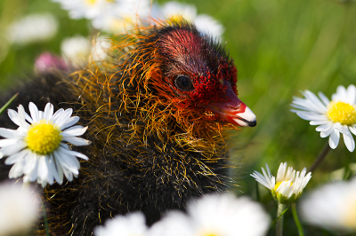 Deze kleine was zijn moeder kwijt en scharrelde in het gras, op zoek... We zijn natuurlijk direct mee gaan zoeken.