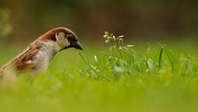 als ze niet omhoog komen ga ik wil omlaag, heerlijk plat op de buik in het verse gras..yari een duitse herder naast mij en kijken naar scharrelende musjes