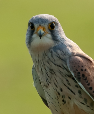 Terwijl ik samen met Dorian wat mooie vogelfoto's wou gaan maken, kwamen we dit mannetje tegen op een paaltje. Gelukkig zat er niemand achter me, waardoor ik alvast iets langzamer kon gaan rijden en Dorian het stuur kon overnemen. Uiteindelijk werkte hij ook erg goed mee, waardoor ik eindelijki weer eens een keertje een mooie roofvogel plaat kon maken.