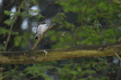 In de vroege ochtend in De Vossemeren te Lommel de vogel "gepakt" met gebruik van de flitser.
Gelet op zijn zeldzaamheid in Belgi en het feit dat ik de vogel voor het eerst zag, was voor mij de aanleiding om deze vast te leggen.