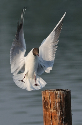 Het was een rustige voormiddag op vogelplas Starrevaart.
Enkel de meeuwen zorgde voor wat leven in de brouwerij.