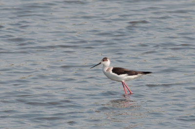 Er zaten veel vogels in de plas. Ook 2 steltkluten. Het viel niet mee om er een op de foto te krijgen, want ze bleven op behoorlijke afstand en staan nauwelijks stil. Bovendien staat er behoorlijk wat dor riet langs de kant, waar tussendoor ik de foto moest maken. Uiteindelijk is dit het resultaat.
