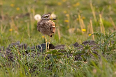 Waren eerder dit weekend al de Blonde ruiter en het Ross' meeuwtje gespot in de Hoeksche Waard, dan voeg ik daar hedenavond nog een griel aan toe. Wat een lekker gevoel geeft dat als je opeens zo'n zeldzaamheid in het vizier krijg.

Omstreeks 20.30 uur 24/04/11 (tijd in de exif loopt achter; die moet ik in de camera nog goed zetten) zag ik de griel in een weiland, op een strook met baggerspecie zitten, tussen vele weidevogels.