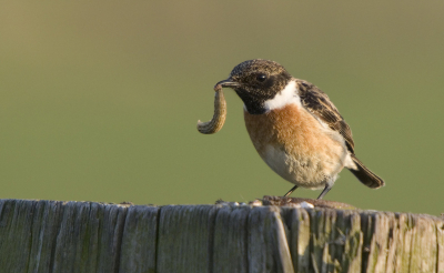 Tegen de avond ontmoette ik de eerste roodborsttapuit van het jaar voor mij. Op een gegeven moment had hij een flinke rups te pakken die hij op het paaltje naar binnen probeerde te werken.