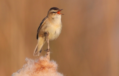 Voor mij wordt de sfeer van de (vroege) ochtend gevormd door rust, warm licht en zingende vogels. Ik hoop dat deze foto die sfeer een beetje weergeeft.