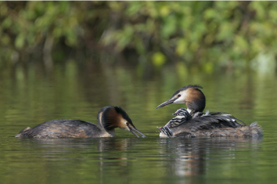 Nadat het laatste jong is uitgekomen gingen pa en ma Fuut gezellig met de gehele familie de plas op. Die veertjes die doen het goed.