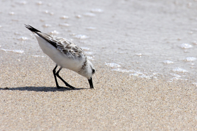 Het strand stil en verlaten behalve een paar Drieteenstrandlopers. In november vorig jaar vogels te over.  Zitten nu waarschijnlijk elders voor hun kroost te zorgen