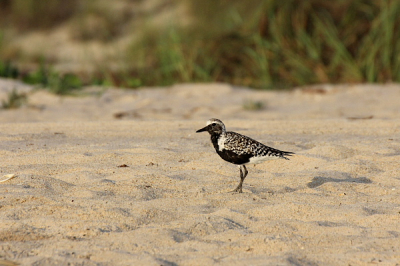 Black-Bellied Plover staat er overigens "Birds of Florida". "Grey" kennen ze niet! Pelikanen vliegen over de branding, maar fotograferen lukt niet bijster goed. Deze plevier zwierf eenzaam langs het strand. Wandelaars deden hem mijn richting uitkomen. Daar maakte ik dankbaar gebruik van.