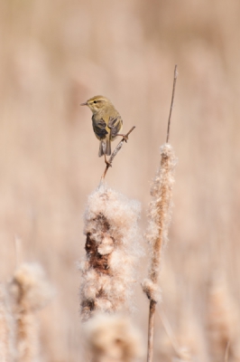 Mijn eerste upload op birdpix. Van mijn eerst gefotografeerde Rietzanger. Wat een schitterend vogeltje zeg!