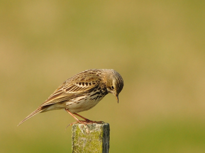 foto is gemaakt vanaf de rijstzak vanuit de auto.
t,was mooi zonnig weer lens150/500
afstand tot de vogel bijna 13 mtr