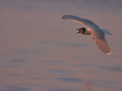 Yesterday, huge gatherings of Little Gulls (probably 400 birds), together with Mediterranean Gulls and three species of Marsh Tern apparently gathered insects  in the air, where just before sunset space was literally filled with clouds of millions of mayflies (ephemeroptera).