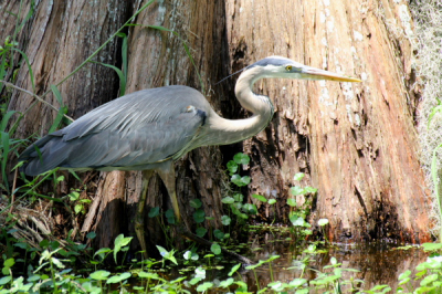 Deze reiger profileerde zich goed tegen deze typische
Cypress Tree.  Dat moment kon ik niet laten lopen.