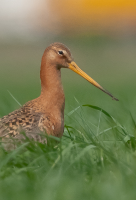Vanmiddag wou ik even mijn 300mm met een 1.4 converter uit proberen. Gelukkig kwam ik veel vogels tegen, die wel even wouden poseren, zoals deze grutto. Liggend op de grond kon ik vele mooie foto's maken, en bij deze foto reed er een grote gele vrachtwagen op de achtergrond.  Ik vind die gele wazige vlek op de achtergrond opzich wel mooi. Hoop dat jullie er ook zo over denken.