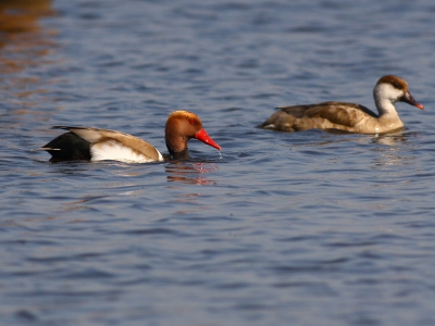 In de vogelhut ben ik door een aardige dame erop gewezen dat er elders langs de plas een stel krooneenden niet al te ver van de oever zaten. Ben er naar toe gegaan en gelukkig zaten ze er nog.