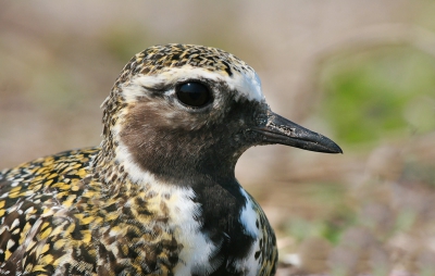 Tijdens het trektellen kwam er een uitgeputte Goudplevier uit de lucht vallen. Zo onhandig als hij was landde de plevier precies op de weg. Ik besloot hem naar de kant te jagen. De vogel begon pas te lopen toen ik op zo'n 20 centimeter afstand was. Toen de vogel aan de kant zat besloot ik ook nog wat foto's te maken. Zo dicht bij zo'n mooie vogel kom je niet vaak! Toen de Goudplevier ongeveer een uur op de parkeerplaats had gezeten werd de vogel door een hond weggejaagd en vloog hij weer verder richting het noorden.