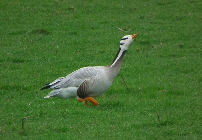 Een bewolkte dag. Deze gans kende ik niet. Had hem zelfs nog nooit gezien. Ben dan ook niet een echte vogelaar. In mijn vogelboekje staat hij niet. Dus maar op internet gaan zoeken.