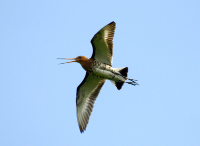Grutto in de vlucht. Foto genomen i.v.m. de gunstige lichtomstandigheden. Meerdere grutto's verdedigden hun nest.