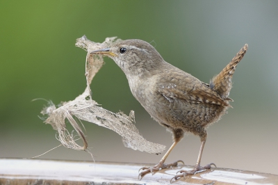 Een paar van winterkoning komt regelmatig naar de tuin en ze verzamelen de droge bladeren voor hun nest.