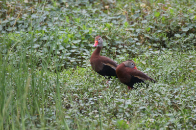 In het moeras gebied zaten een zeven van deze eenden dicht bij elkaar. In de gids "birds of Florida" kan ik ze niet ontdekken. Ook een paar lokale "jagers" konden een respijt geven. Wie wel?