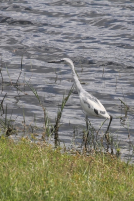 In het eerste voorjaar van zijn bestaan kleurt de Kleine Blauwe Reiger van wit naar blauw. Bij deze is de aanpassing al goed te zien.