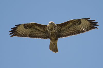 Al fietsend naar ons hotel, kwamen we deze fantastische buizerd tegen. Even getwijfeld of het een ruigpoot was, maar Jos gaf uitsluitsel. Toch wil ik hem jullie niet onthouden.