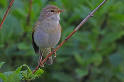 Deze foto is wel in de avondzon gemaakt. Uit de hand met ISO 400 1/250 sec uit hand.