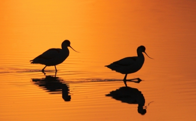 Dit leek me een geschikte foto om vandaag te plaatsen. Een klutenpaar bij zonsopkomst aan de wandel.