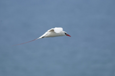 Bij het Lighthouse op het eiland Kaukaii (Hawaii) veel zeevogels als deze red-tailed Tropicbird, maar ook Fregatvogels en Red-footed Boobies.
Zo "uit de hand geschoten" terwijl ze drijven op de wind.