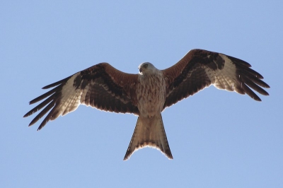 Bezig met een Tapuit aan het fotograferen kwam deze Rode wouw over vliegen en ik vond de Wouw toch bijzonderder dan een tapijt.