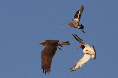 Tegen de avond nog even de polder bij Zeevang ingereden en daar bij toeval dit tafereel kunnen fotograferen. Een Bruine Kiekendief wordt door boze grutto en scholekster verjaagd.