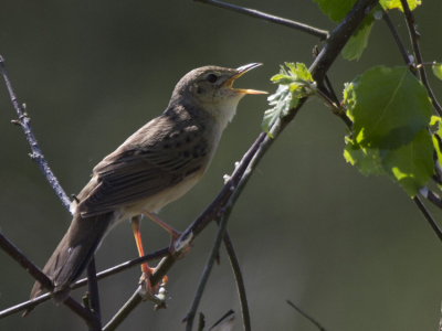 Geen blauwborst gevonden maar wel drie sprinkhaanzangers tegengekomen. Deze zat de hele tijd in een struikje boven het riet uit. Staat te boek als schuwe vogel maar omdat hij zo lekker lang doorzingt toch makkelijk te vinden.