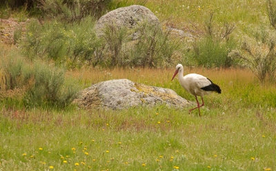 In Extremadura Spanje is de ooievaar een normale verschijning. Vond dit wel een mooi plaatje om te laten zien.