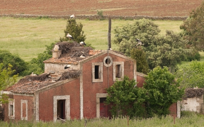 Overal in de Extremadura in Spanje zie je ooievaars broeden. Op de kerken in dorpen en steden,op hoogspanningsmasten ,in bomen en op verlaten huizen. Op de gekste plaatsen kun je nesten tegenkomen.Onderweg kwam ik dit tafereel tegen.