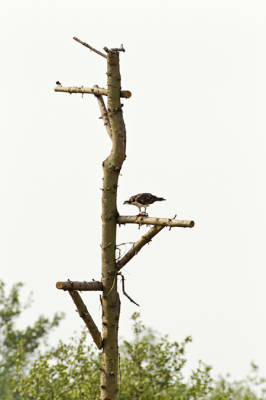 N.a.v. een berichtje in de Leeuwarder courant ben ik vorige week vrijdag morgen gaan kijken bij n van de twee nieuwe zitbomen geplaatst door de vogelwacht van Eastermar. Deze zitbomen vervangen de oude bomen die zijn doodgegaan en dus misten de Zeearenden Visarend hun rustplaatsen en .... de vogels weten deze bomen al te vinden.
Vanaf een al lang bestaande uitkijkheuvel is de boom goed zien en een Visarend zat er rustig van een grote vis te eten.
Deze boom staat toch wel op ca 100meter afstand dus voor een foto is het wel erg ver.
Een mooi geslaagd initiatief van de vogelwacht.
Links boven staat ook nog een Witte kwikstaart op de tak.