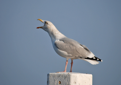 Haven Bruinisse alle ducdalfen bezet, deze schreeuwde het
meeste