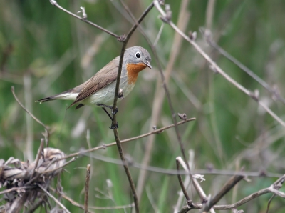Northern Black Sea coast of Bulgaria is an important stop-over place for many small passerines during migration, like this Red-breasted Flycatcher in a full adult-type breeding plumage.