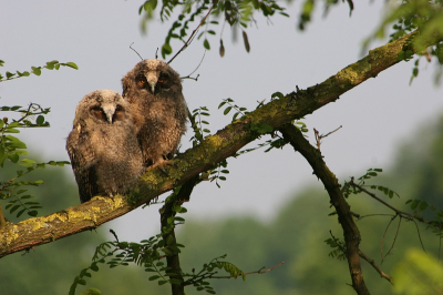 Deze twee ransuiltjes maakten mij vorig jaar wakker, wat ik natuurlijk niet erg vond! Er waren twee kleine ransuitljes in de boom voor mijn kamer gaan zitten!